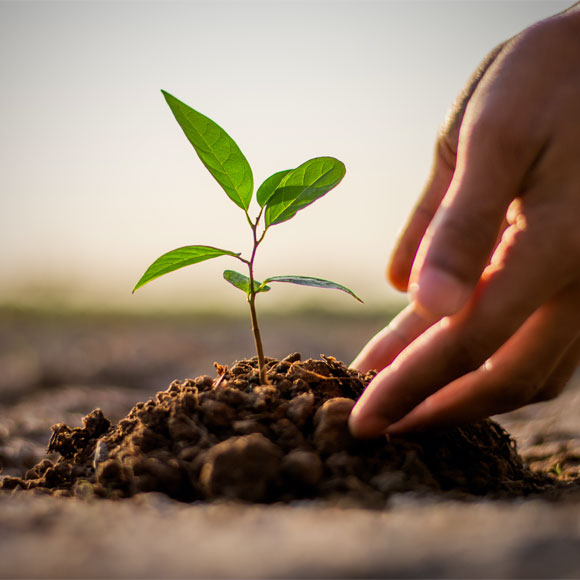 Cultivating Rubber Trees for Natural Latex - Tree Plantation